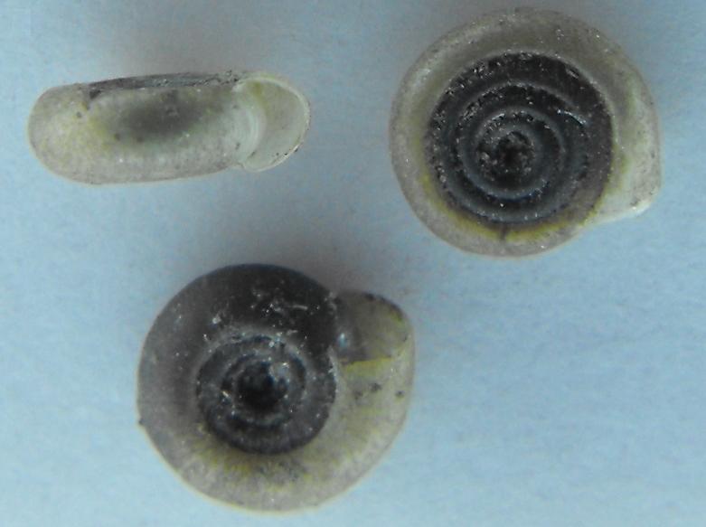 Bathyomphalus contortus (Linnaeus,1758)